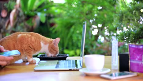 businessman work at home and social distancing. new normal business lifestyle. self-quarantine because of coronavirus or covid-19.
