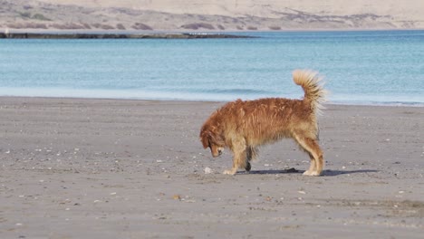 golden retriever dog on the beach looks around and take a rock with the mouth, slowmotion