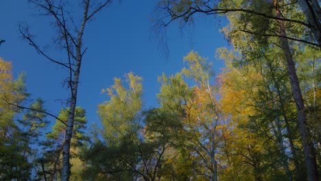 Vista-Hacia-Arriba-Del-Sereno-Dosel-Del-Bosque-Otoñal-Contra-Un-Cielo-Azul-Claro-Y-Coloridas-Copas-De-Los-árboles-En-La-Temporada-De-Otoño