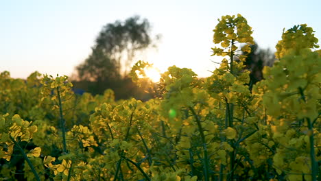 La-Luz-Del-Sol-Brilla-Intensamente-Entre-Las-Flores-Amarillas-De-La-Planta-De-Colza-En-Un-Día-Claro-De-Verano