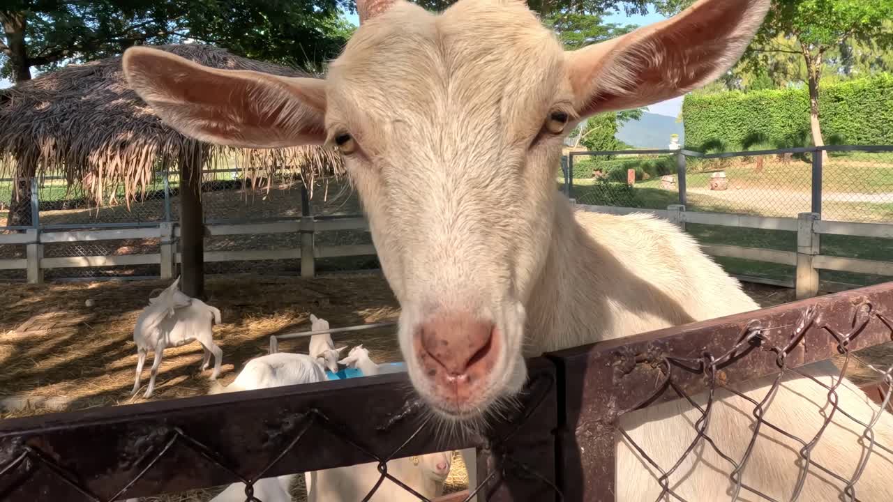 A goat curiously peers over a fence in a sunny farm setting with trees and a thatched shelter.