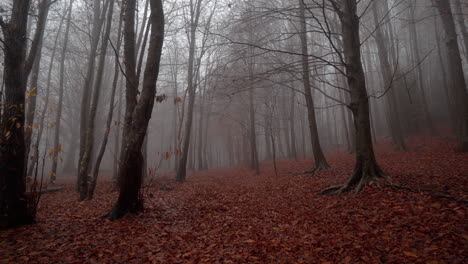 Hermoso-Bosque-De-Hayas-De-Otoño-Bajo-La-Lluvia-En-Las-Montañas-Catalanas