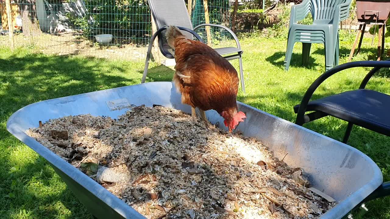 Descarga Gratis Vídeos De Stock De Pollo Mascota Amigable Está Buscando ...