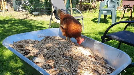 Friendly-pet-chicken-is-looking-for-food-bugs-and-worm-on-wheelbarrow