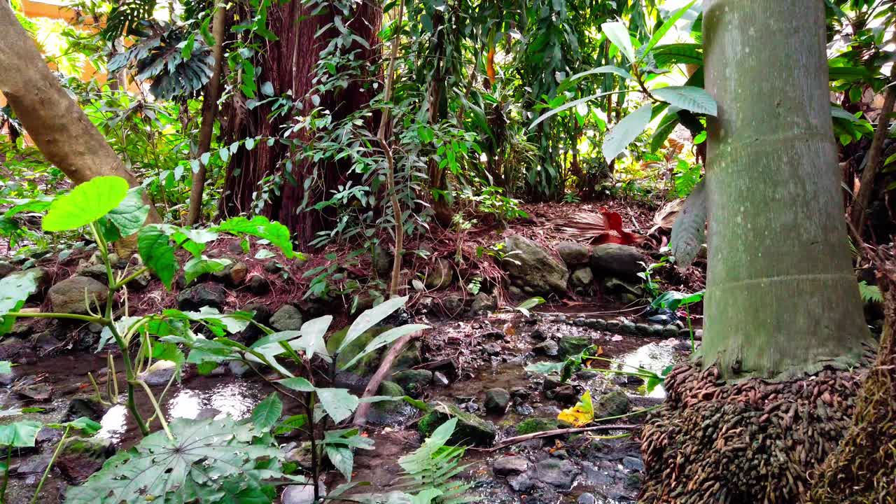 Wide angle shot slowly pulling back showing forest stream and natural lush setting in Chapultepec Park, Mexico.