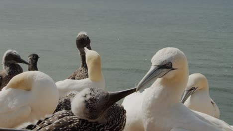 Gannet-birds-touching-each-other-with-beaks,-close-up-slow-motion-view