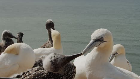 gannet birds touching each other with beaks, close up slow motion view