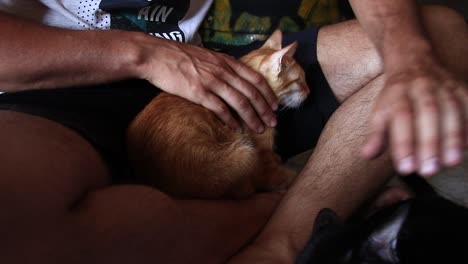 rescued cambodian cats getting an affectionate petting by a charity worker