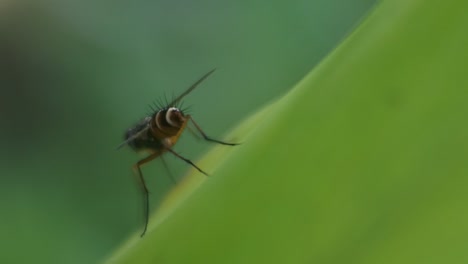avispa en hojas, insectos en la naturaleza, insectos venenosos