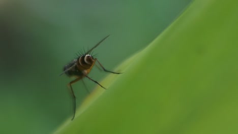 wasp  on leaves, insects in nature, poisonous insects