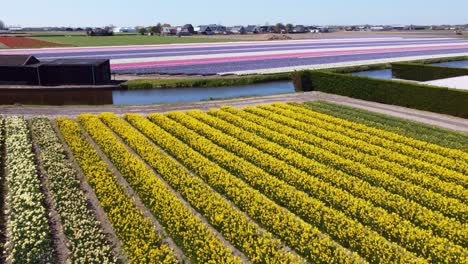 tulip blossom in holland netherlands. tulpenblüte holland