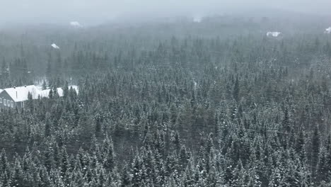 winterly landscape with heavy snowstorm over dense coniferous forest