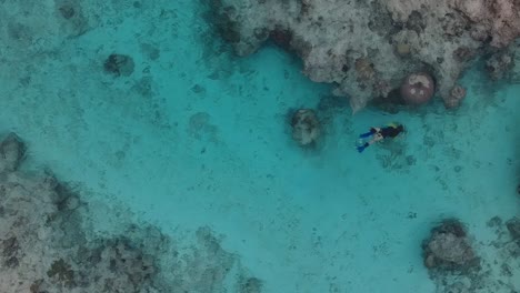 Aerial-video-of-a-girl-exploring-a-tropical-coral-reef-while-snorkelling