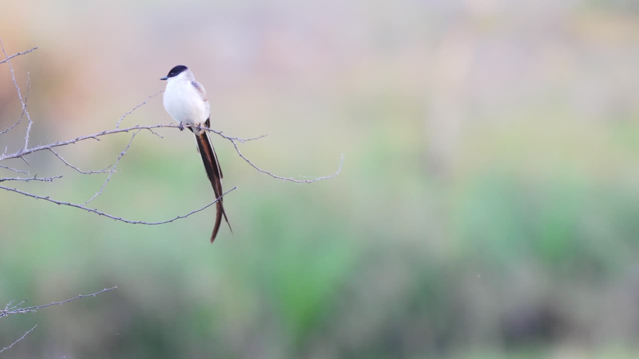 아름다운 포크 꼬리 파리잡이, 티라누스 사바나는 나뭇가지에 자리 잡고 있으며 판타날 자연 지역인 이베라 습지에서 꿈꾸는 듯한 흐릿한 배경에 대해 주변 환경을 궁금해합니다.