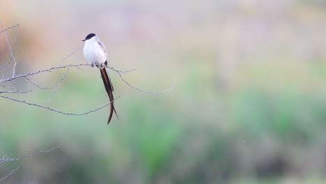 beautiful fork-tailed flycatcher, tyrannus savana perched on tree twig and wonder around its surroundings against dreamy blurred background at ibera wetlands, pantanal natural region