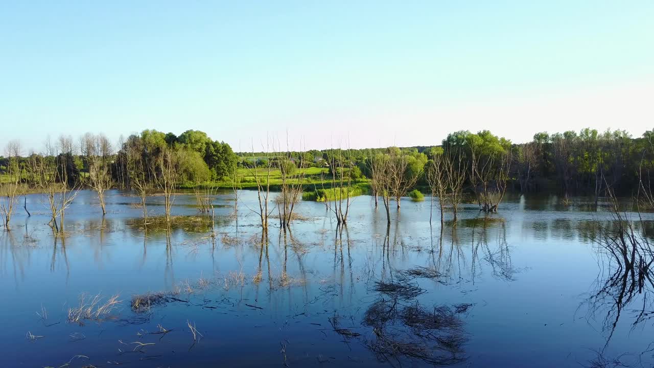 Dead Trees In The Water. Landscape abstract background. Dry dead trees without leaves in the water
