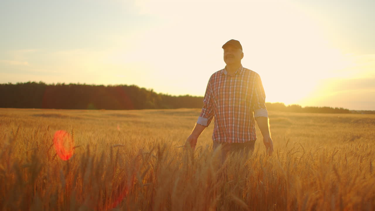viejo agricultor caminando por el campo de trigo al atardecer tocando las espigas de trigo con las manos - concepto de agricultura. brazo masculino moviéndose sobre el trigo maduro que crece en el prado.