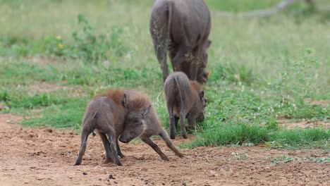 Una-Toma-Amplia-De-Dos-Diminutos-Lechones-De-Jabalí-Peleando-En-El-Parque-Nacional-Kruger