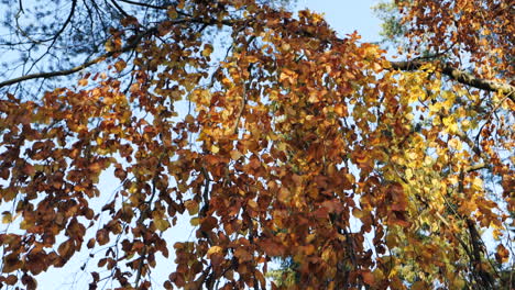 Slow-motion-shot-of-autumn-leaves-falling