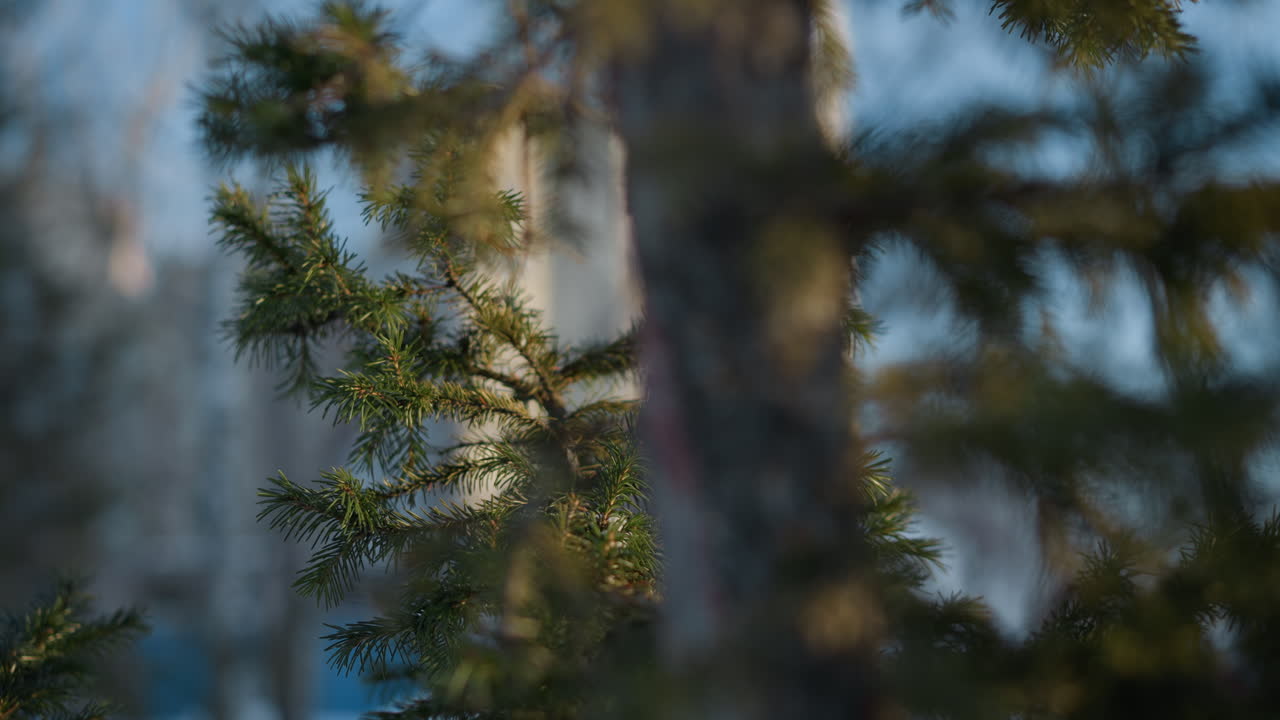 Close up of pine tree branch with green needles catching warm sunlight, background softly blurred with outlines of distant building and winter trees