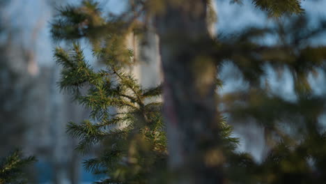 close up of pine tree branch with green needles catching warm sunlight, background softly blurred with outlines of distant building and winter trees