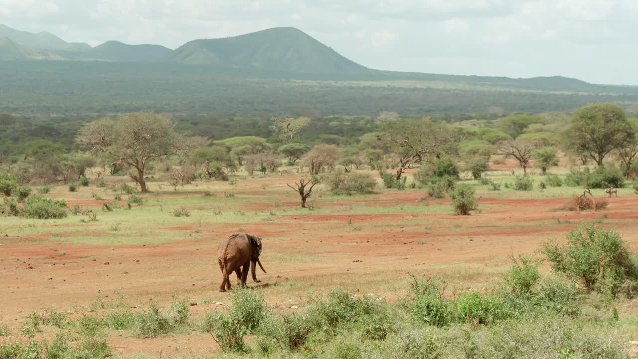 Samiec słonia idący po sawannie w Parku Narodowym Tsavo West, Kenia.