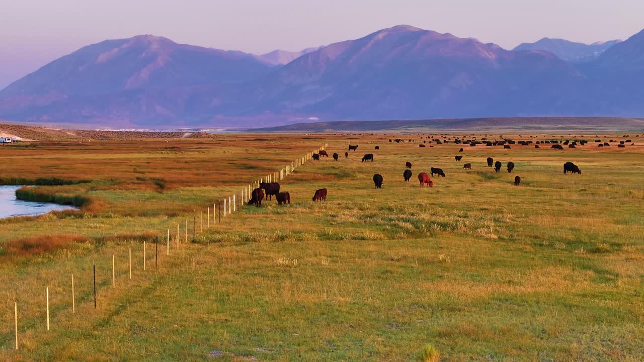 Drone tracks along a fence line grazing cattle in the Owens Valley near Bishop, California. A meandering branch of the Owens River flows through meadows, Sierra Nevada mountains glowing in distance