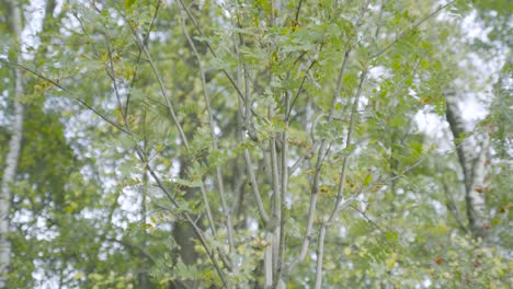 forest trees in autumn