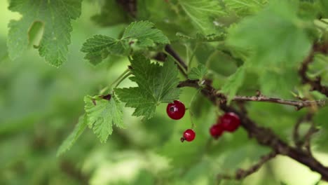 red currant berries ready to be picked on a bush with the leaves blowing in the wind during a warm summer day