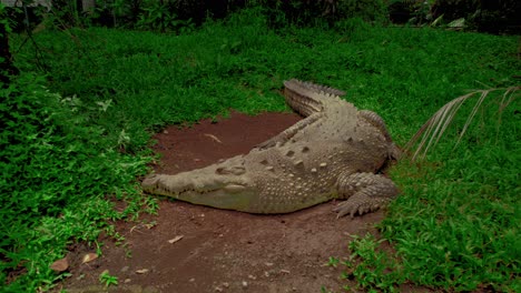 animal salvaje reptil cocodrilo durmiendo en la jungla, costa rica