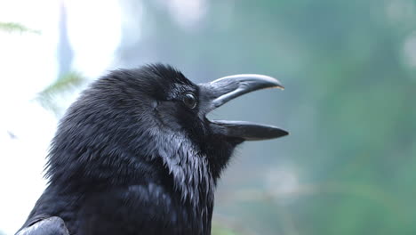 Birdlife-in-wild-nature.-Black-raven-closeup.-Crow-screaming-in-forest