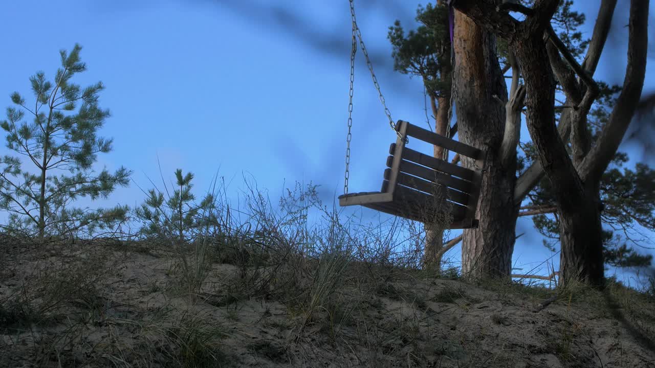 Altalene vuote appese nella foresta costiera con grandi pini secolari, vista panoramica della costa del Mar Baltico, giornata di sole, ripresa media a mano a distanza.