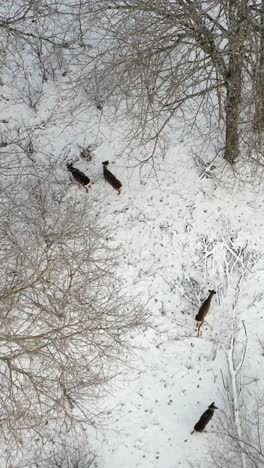vertical drone view of 4 deer roaming a snow covered forest on a cold winter day, searching for food in a stunning top down wildlife aerial.