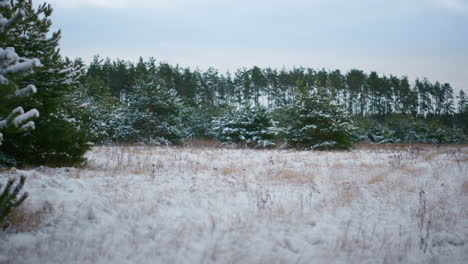 view frozen winter wood under snow. coniferous trees growing on forest meadow.