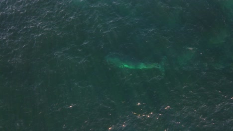 Southern-Right-Whale-Tangled-With-Netting-And-Rope-At-Offshore-Of-Clovelly---Baleen-Whale-Caught-In-Nets-At-Clovelly,-NSW,-Australia