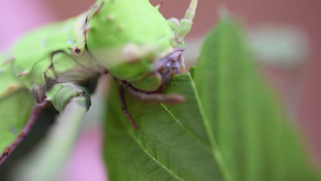 a giant green stick insect eats bramble, an exotic animal feeds