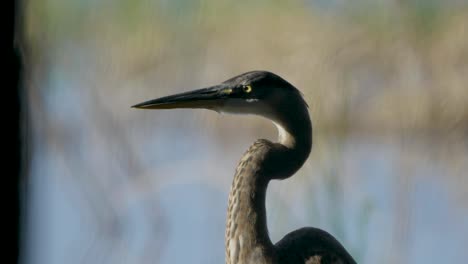 a great blue heron stands gracefully in its natural habitat, its sharp beak and long neck silhouetted against a blurred background of reeds and water