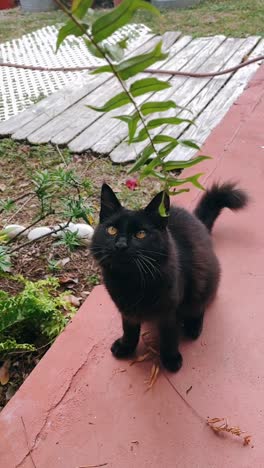 black cat on a porch