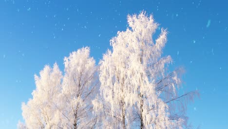 Blauer-Himmel,-Frostige-Bäume-Und-Schneefall,-Ikonische-Winterwunderlandszene