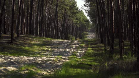 Camino-Sucio-De-4k-Que-Divide-Un-Paisaje-De-Bosque-De-Pinos