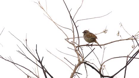 un gorrión canta en un árbol