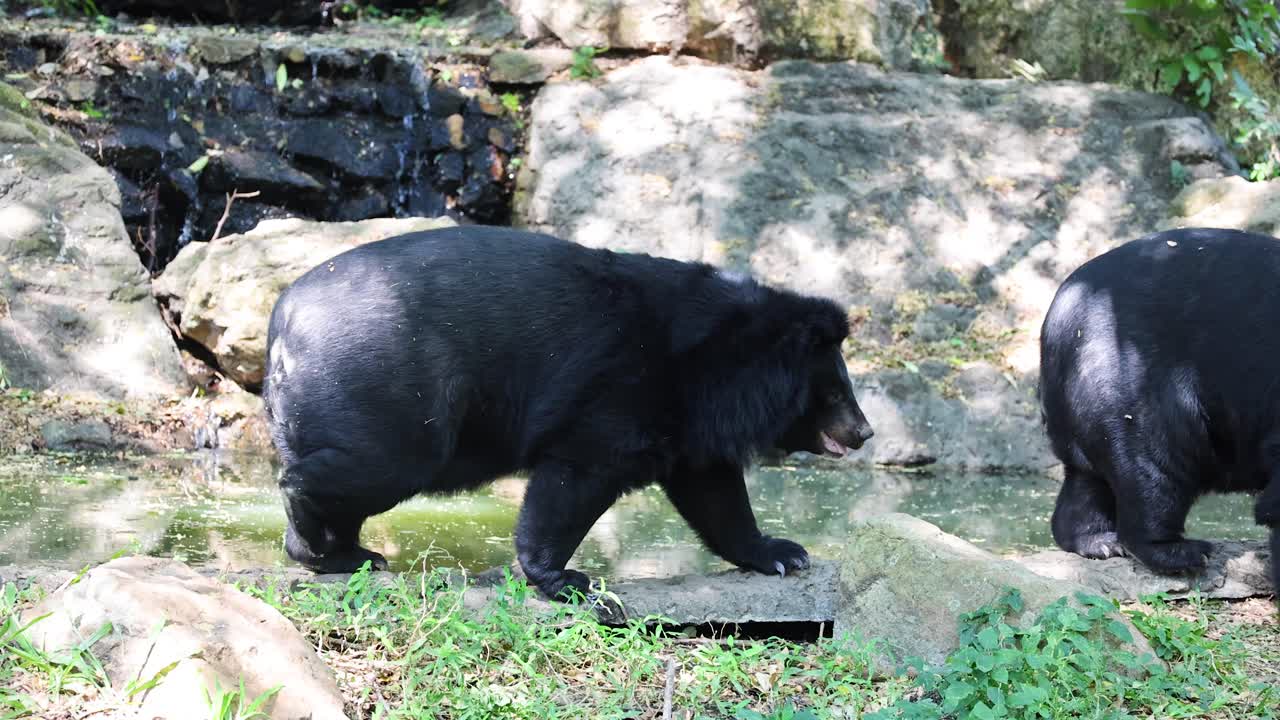 dos osos que interactúan en un hábitat natural