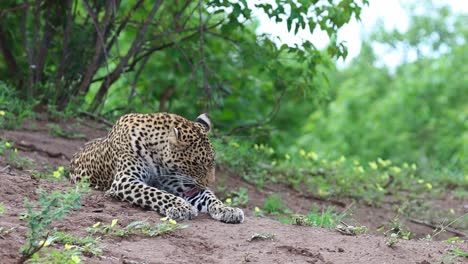 A-wide-shot-of-an-adult-Leopard-yawning-before-getting-up-to-stretch-and-walking-off-in-Mashatu-Game-Reserve,-Botswana