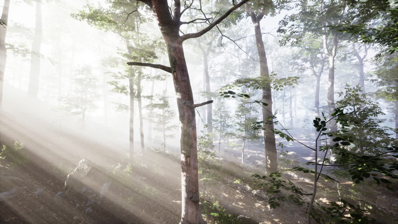 저녁에 숲에서 반 ⁇ 이는 안개