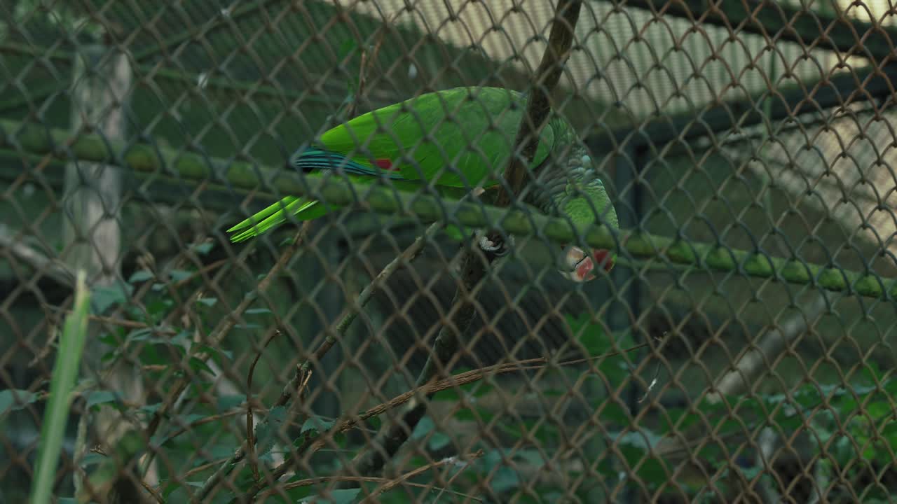 Red fronted Amazon parrot perched on a branch inside an enclosure