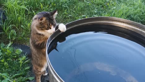 Curious-gray-cat-looks-into-water-barrel,-handheld