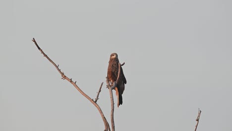 black-eared kite milvus lineatus seen facing the rising morning sun while perched on top of a bare branch in pak pli, nakhon nayok, thailand