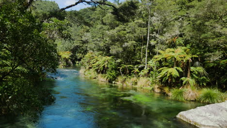 plano general que muestra el tranquilo río tarawera y la jungla tropical en verano - nueva zelanda, kawerau