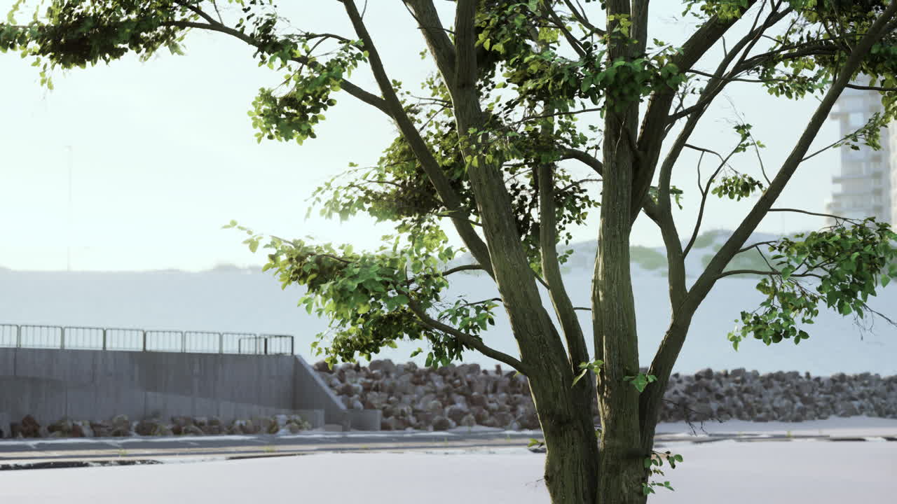 태양은 렌즈  ⁇ 빛으로 나무를 통해 빛납니다.