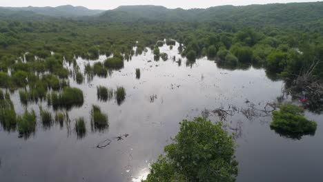 aerial shot of the mangrove la ventanilla, oaxaca